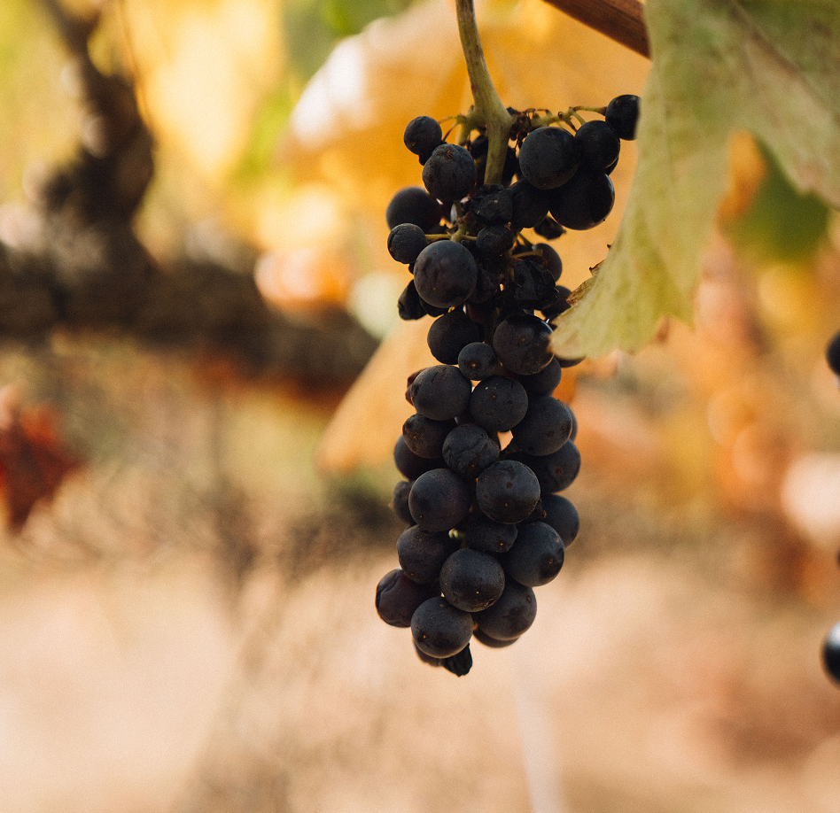 DSC, Event Venue, Wedding, Trevi, Wine Club, Tasting